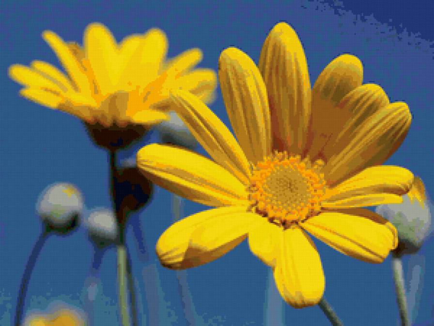 желтые цветы - лето, цветы, небо - предпросмотр