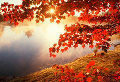 осенний пейзаж - осень, листья, вода, дерево - оригинал