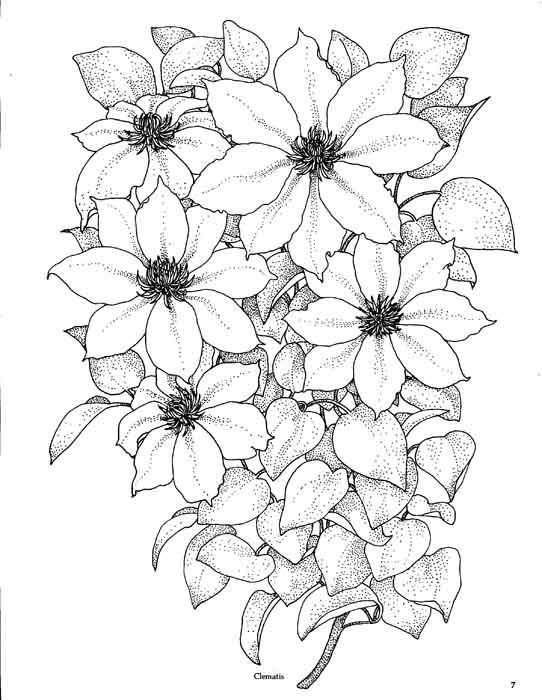 черно-белое - букет, натюрморт, цветы, природа - оригинал