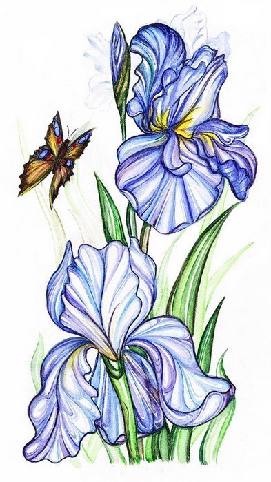 ирис - бабочки, букет, природа, цветы, ирисы - оригинал