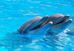 дельфины - животный мир, дельфины, фауна - оригинал