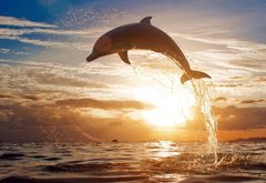 дельфин - море, дельфин, солнце, животные - оригинал