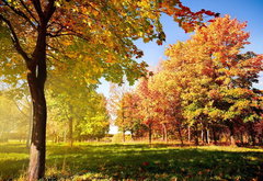 золотая осень - пейзаж, осень, парк, лес - оригинал