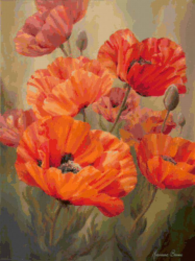 красные маки - цветы, маки - предпросмотр