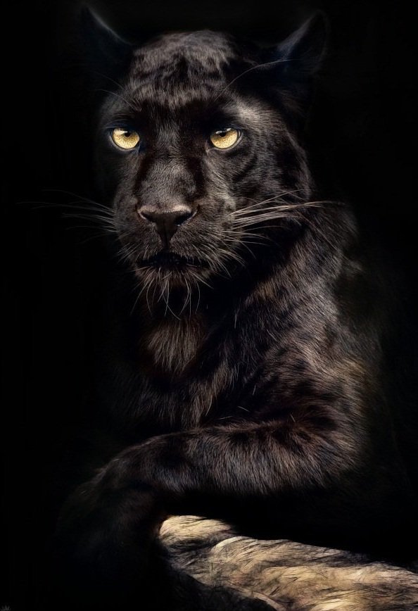 Пантера - пантера, черная кошка, животные - оригинал