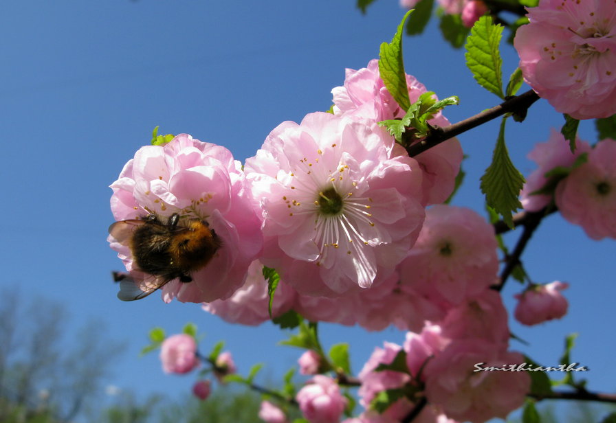 весна - весна, цветы, пчела - оригинал
