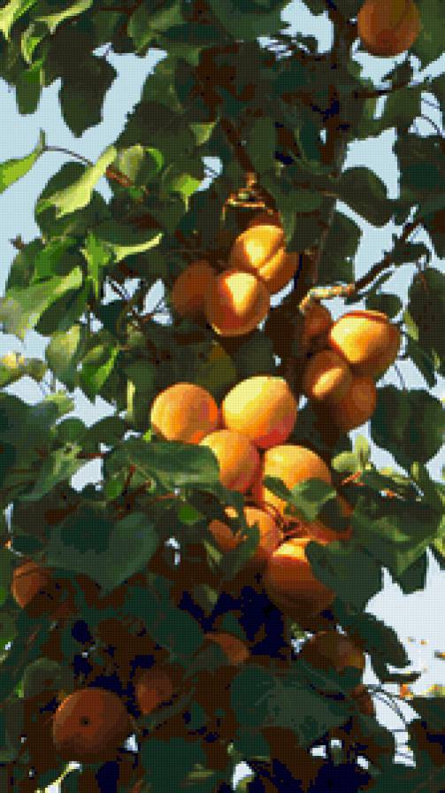 фрукты - лето, абрикосы, фрукты - предпросмотр