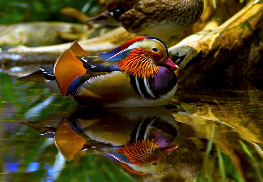 птицы - мандаринка, уточка, птицы - оригинал