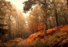 золотая осень - туман, деревья, природа, осень, лес - оригинал