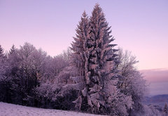 зима - природа, лес, зима, снег - оригинал