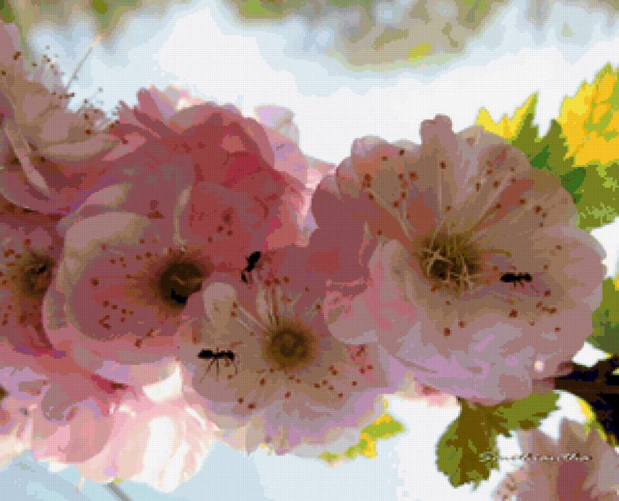 цветы - цветы - предпросмотр