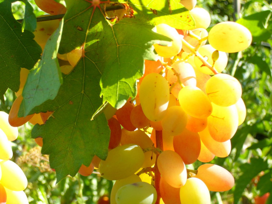 виноград - лето, виноград, ягоды - оригинал