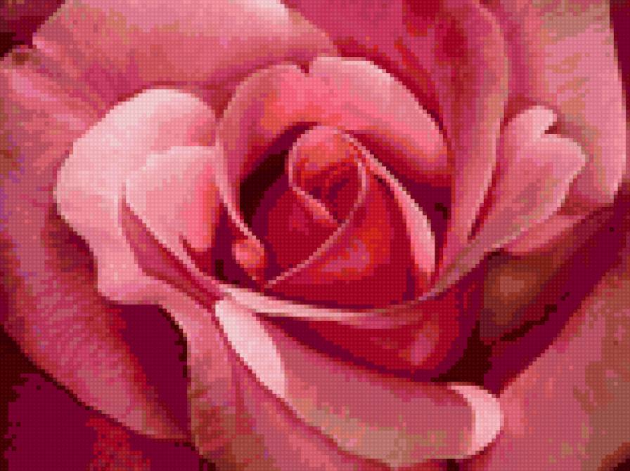 розы - цветы, розы, бутон - предпросмотр