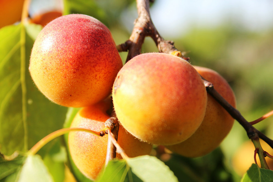 абрикосы - фрукты, лето - оригинал