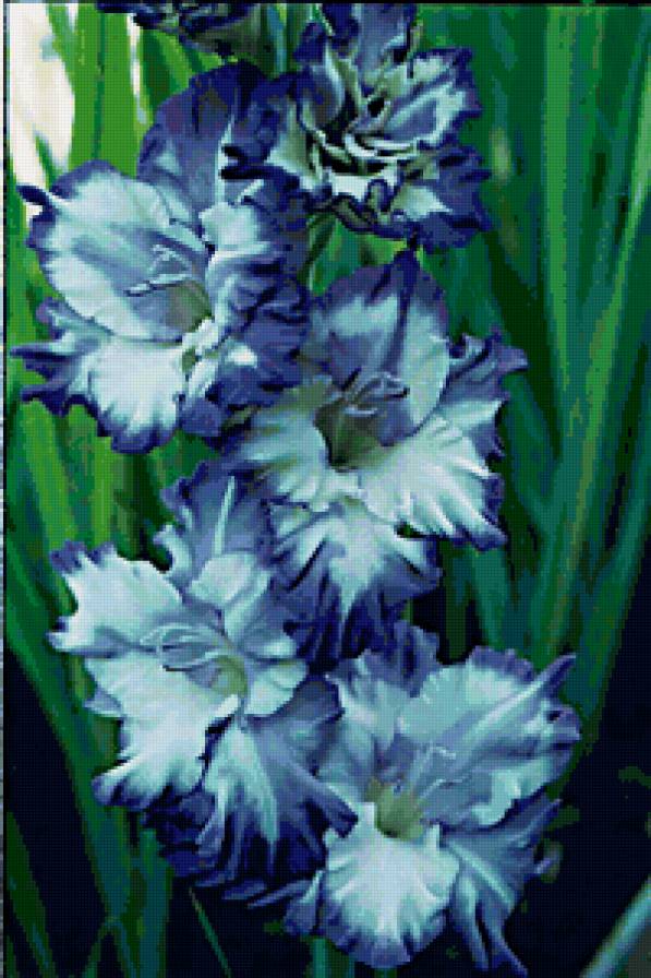 Гладиолус - цветы - предпросмотр