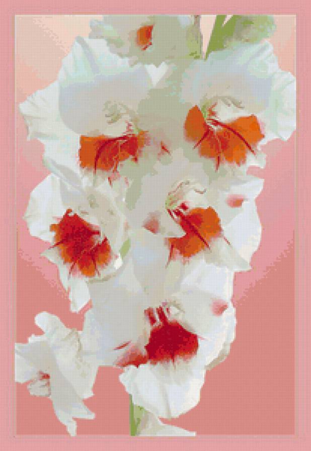 Гладиолус - цветы - предпросмотр