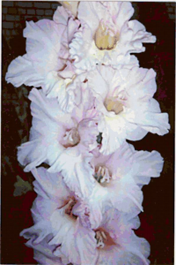 Гладиолус - цветы - предпросмотр