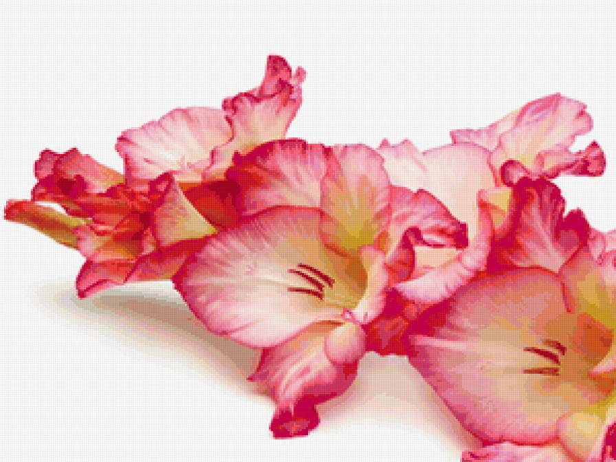 Гладиолус - цветы - предпросмотр