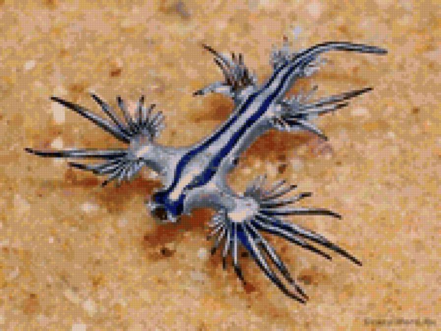 №33564 - рыбки - предпросмотр