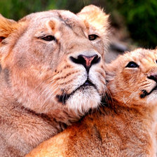 Схема вышивки «львица»