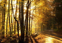 осенний пейзаж - лес, пейзаж, осень, деревья, природа - оригинал