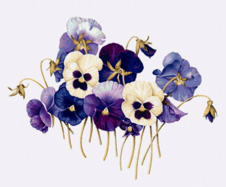 анютки - анютины глазки, цветы - предпросмотр