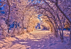 зимний вечер - пейзаж, зима, дорога, лес, природа, вечер - оригинал