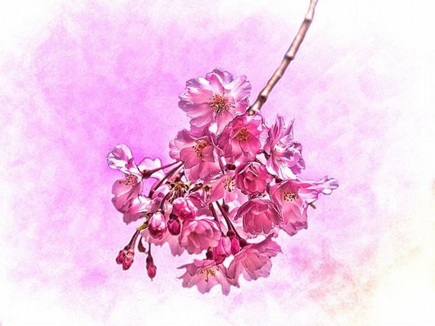 Ветка сакуры - сакура, ветка, цветы, розовые цветы - оригинал