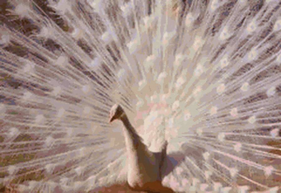 белый павлин - животный мир, птица, фауна, птицы, павлин - предпросмотр