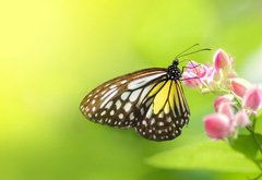 бабочка на цветке - рирода, цветок, бабочка, цветы - оригинал