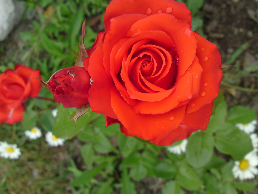 роза красная - цветы, роза - оригинал