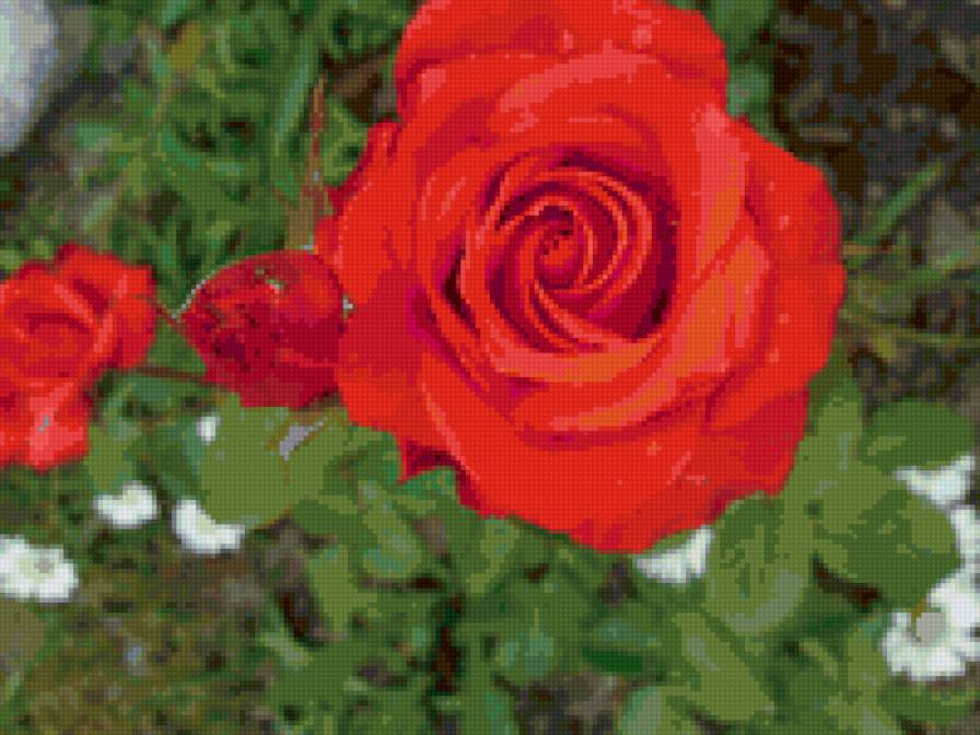 роза красная - роза, цветы - предпросмотр