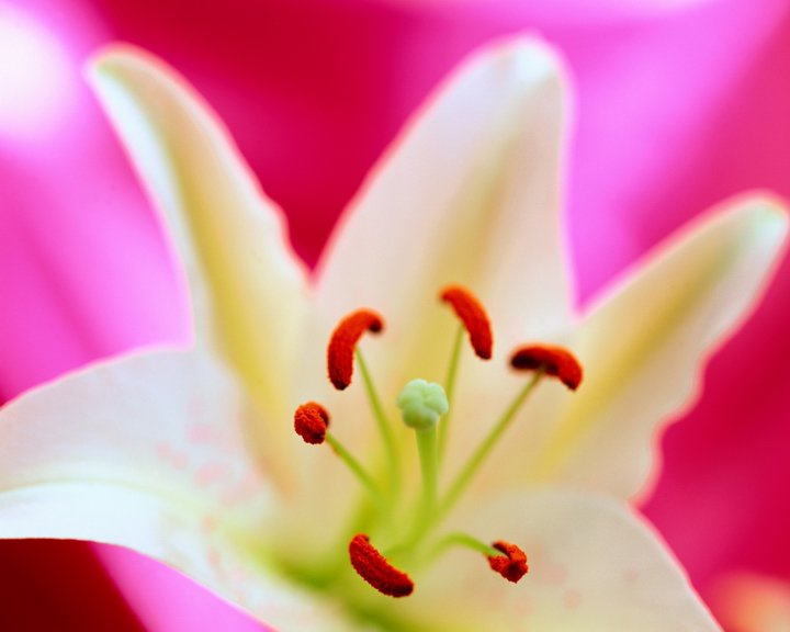 Лилия - цветы - оригинал