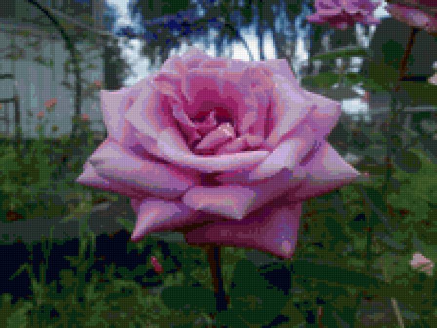 сиреневая роза - розы, цветы - предпросмотр