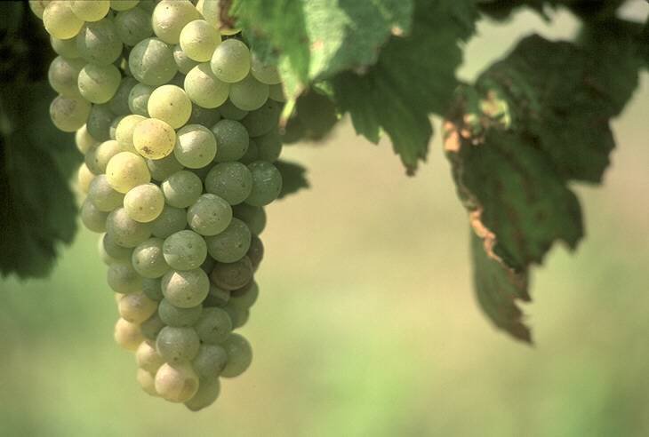 Виноград - фрукты - оригинал