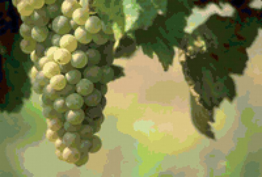Виноград - фрукты - предпросмотр