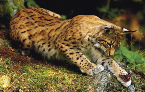 рысь и бабочка - лес, рысь, бабочка - оригинал