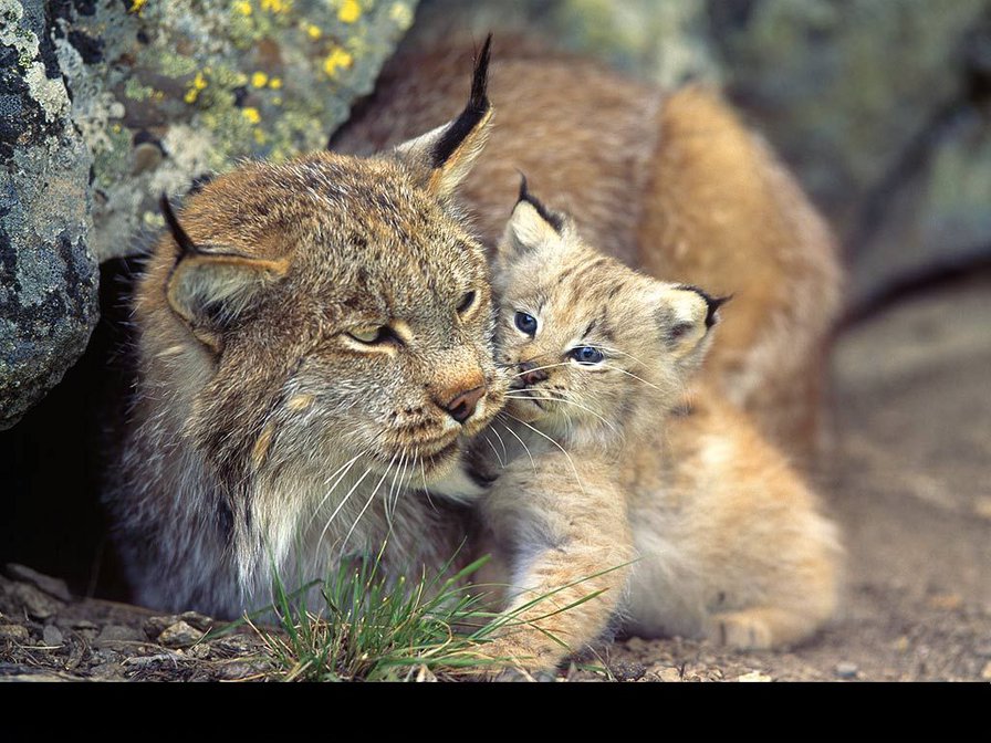 Рыси - котенок, двое, рысь - оригинал