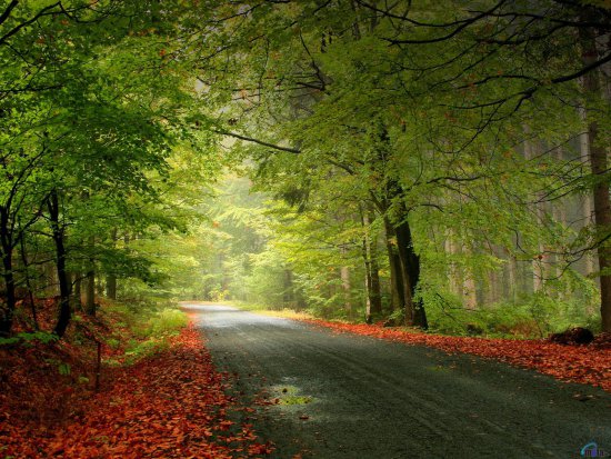 Лес - лес, природа, осень, дорога - оригинал