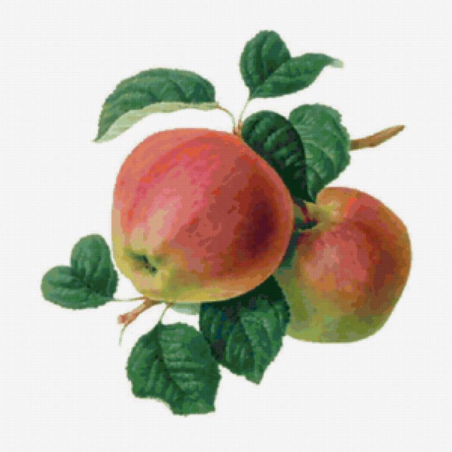 Яблоки - фрукты - предпросмотр