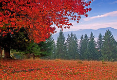 осень - пейзаж, деревья, сосны, осень, лес - оригинал