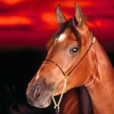 Схема вышивки «кони»