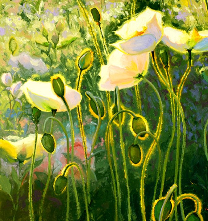 Белые маки - цветы, маки - оригинал