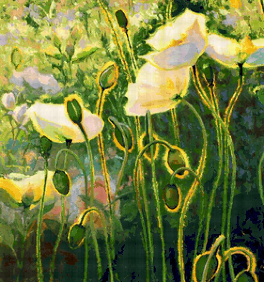 Белые маки - цветы, маки - предпросмотр