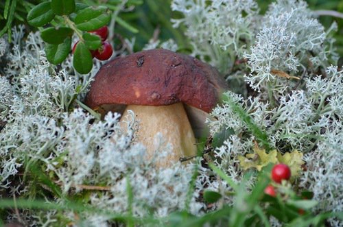 грибок - осень, грибы, природа, растения - оригинал