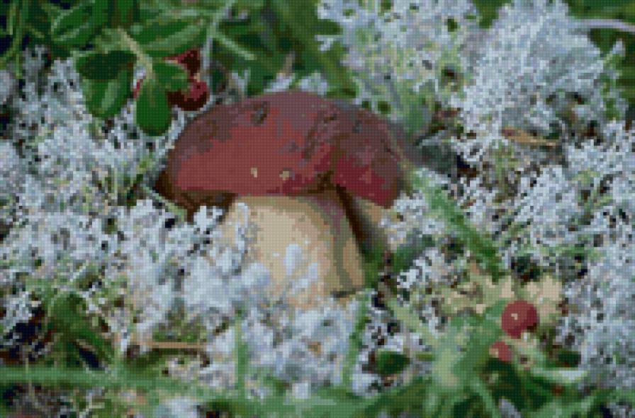 грибок - грибы, осень, растения, природа - предпросмотр