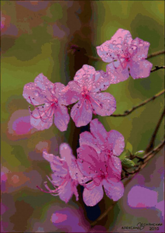 багульник - цветы, весна - предпросмотр