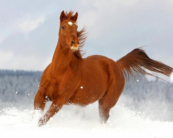 26 - природа, красота, лошади, животные - оригинал