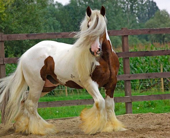 30 - животные, красота, лошади, природа - оригинал