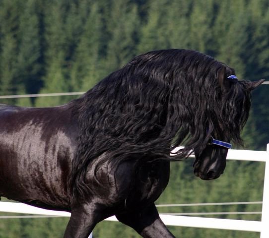 40 - природа, лошади, красота, животные - оригинал